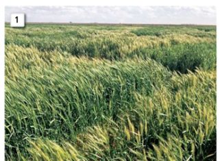 Aardjie na sy vaartjie