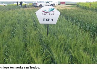 Nuwe koringkultivar vir Wes- en Suid-Kaap beskikbaar