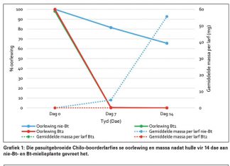 Bt-mielies vir die beheer van Chilo boorder