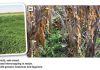 Benefits of winter cover crops in a mixed farming system
