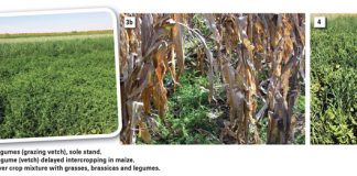 Benefits of winter cover crops in a mixed farming system