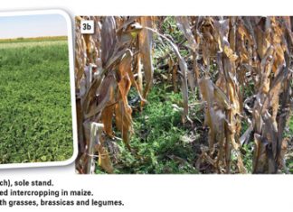 Benefits of winter cover crops in a mixed farming system