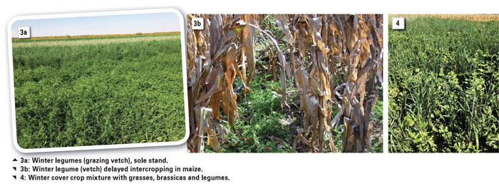 Benefits of winter cover crops in a mixed farming system