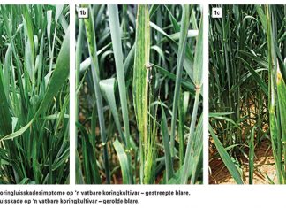 Effektiewe strategie teen Russiese koringluisskade