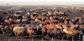 PROFIT MAXIMISING feeding period for cattle