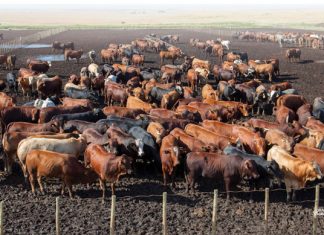 PROFIT MAXIMISING feeding period for cattle
