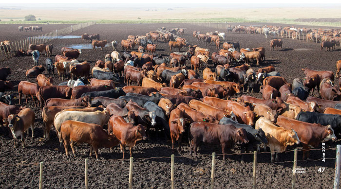 PROFIT MAXIMISING feeding period for cattle
