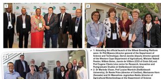 A new era in wheat breeding