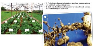 Aalwurms – die onsigbare plunderaar