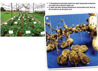 Aalwurms – die onsigbare plunderaar