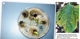 Alternaria leaf blight and seed infection: A common disease causing major damage