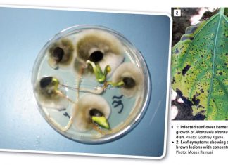 Alternaria leaf blight and seed infection: A common disease causing major damage