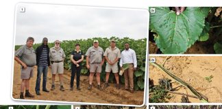 Alternaria leaf spot: Assessment of disease incidence in areas of concern