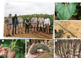 Alternaria leaf spot: Assessment of disease incidence in areas of concern