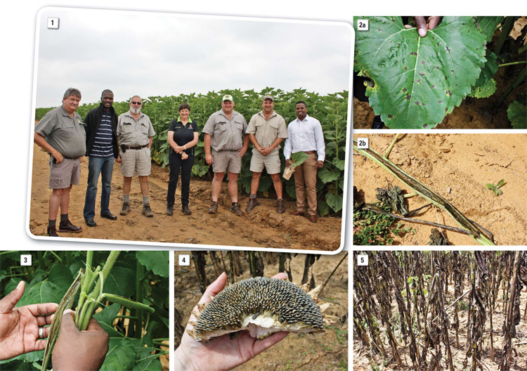 Alternaria leaf spot: Assessment of disease incidence in areas of concern