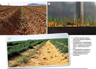 Bestuur plantestand en begin jou koringoes op die voorvoet