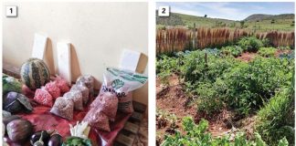 CA builds a better life for Bergville women