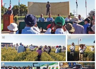 Chasing wheat yields in challenging environments – ARC a proud member of IWYP