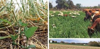 Conservation agriculture and soil fertility management Part 1: Theoretical principles and practices