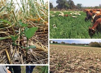 Conservation agriculture and soil fertility management Part 1: Theoretical principles and practices