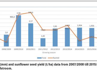 Delayed planting impacts sunflower yield