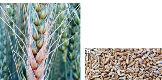 Die infeksieproses van Fusarium aarskroei