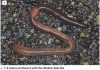 Earthworms and its role in soil