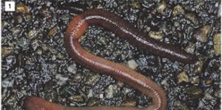 Earthworms and its role in soil
