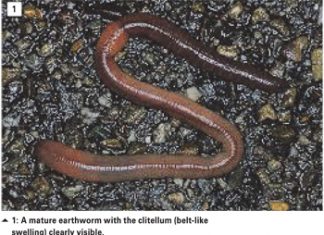 Earthworms and its role in soil