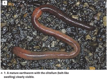 Earthworms and its role in soil
