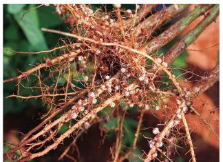 Enting van sojabone onder die loep