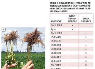 Gasheerweerstand teen knopwortelaalwurms in plaaslike sojaboonkultivars