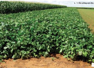 Gewasdiversiteit se kritiese rol in bewaringslandbou vir Noordwes Provinsie ondersoek – Deel 2: Dekgewasse