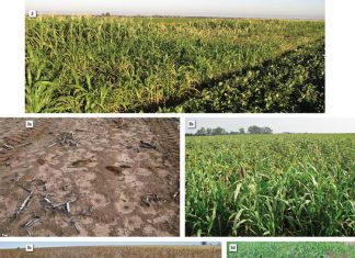 Gewasdiversiteit se kritiese rol in bewaringslandbou vir Noordwes Provinsie ondersoek – Deel 2: Dekgewasse
