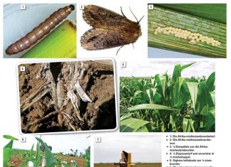 Hoe om die Afrika-mieliestamboorder meer doeltreffend te beheer