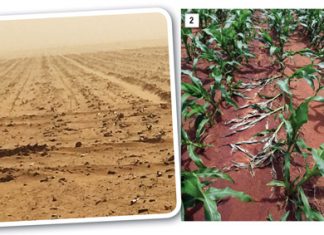 Lesse geleer uit die 2016/2017-plantseisoen