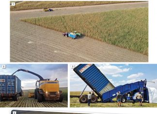 Mieliekuilvoer as alternatiewe manier van mieliebemarking