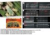 Molecular differentiation between South African Russian wheat aphid biotypes – with a twist…