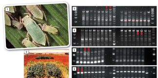 Molecular differentiation between South African Russian wheat aphid biotypes – with a twist…