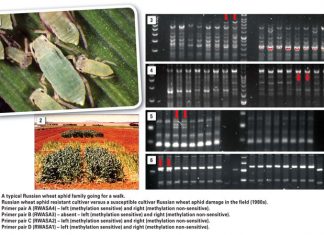 Molecular differentiation between South African Russian wheat aphid biotypes – with a twist…