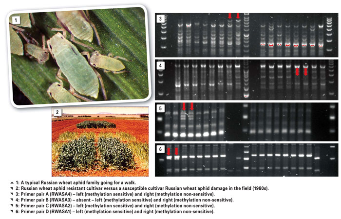 Molecular differentiation between South African Russian wheat aphid biotypes – with a twist…