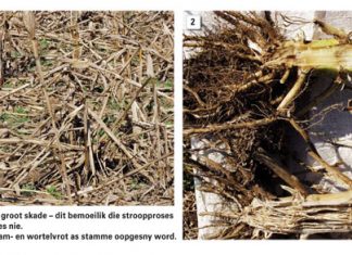 My mielies val om: Hoekom?