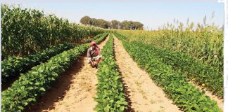 Navorsing op watertafel-sandgronde van die Noordwes-Vrystaat Deel 3: Agtergrond en proefbehandelings: Wisselboustelsels en bewerking