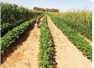 Navorsing op watertafel-sandgronde van die Noordwes-Vrystaat Deel 3: Agtergrond en proefbehandelings: Wisselboustelsels en bewerking