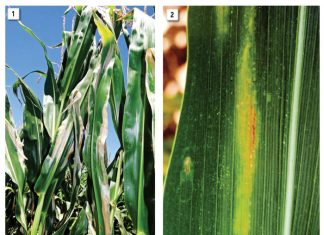 Noordelike mielieblaarskroei-infeksievlakke in Potchefstroom-area geëvalueer