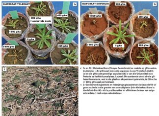 Onkruid se weerstand teen onkruiddoders – dít is hoe groot die probleem in ons somerreënvalstreek is