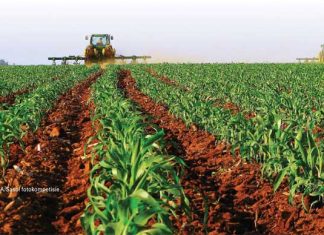 Onkruide: Meesters in winsvernietiging – ervaar jy dit ook so?