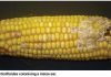 Outsmart fungi from infecting and colonising your maize