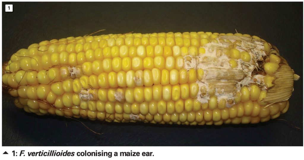 Outsmart fungi from infecting and colonising your maize