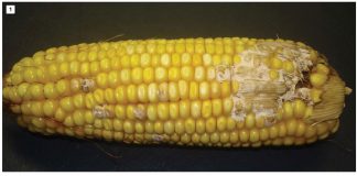 Outsmart fungi from infecting and colonising your maize
